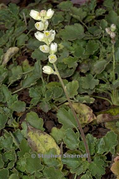 heuchera cylindrica 1 graphic